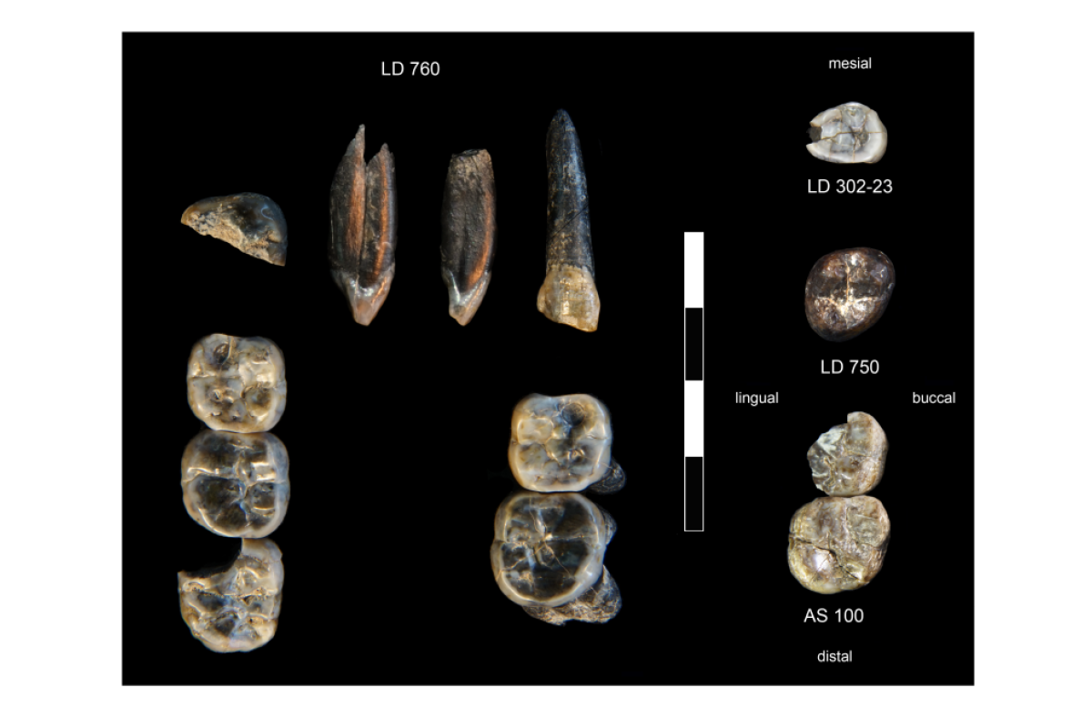 Fossil Teeth collected at the Ledi-Geraru Research Area 